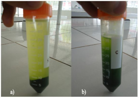 Biomasa húmeda a) Scenedesmus Sp b) Chlorella sp. Fuente: Autoría propia.