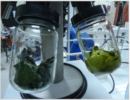 Liofilización de las muestras: Scenedesmus (izquierda) y Chlorella vulgaris (derecha). Fuente: Autoría propia