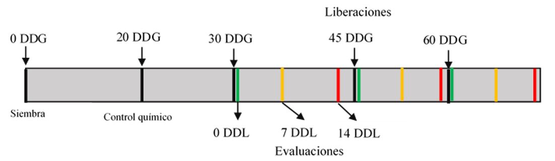 Esquema del experimento realizado para la evaluación de los tratamientos con dos densidades
				del parasitoide Trichogramma sp.(100 000 y 200 000 individuos∙ha−1), en tres tiempos de liberación después
				de la germinación de las plantas (30, 45 y 60 DDG).