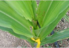 Colocación de los cartuchos conteniendo
				huevos de Trichogramma sp.en la lígula de la planta de maíz.