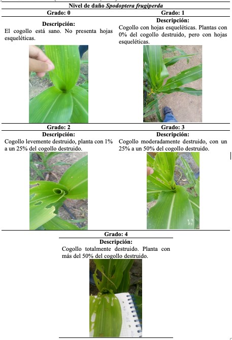 Escala visual para la atribución de valores de
				0-4 del nivel de daño de S. frugiperda en el cultivo de
				maíz [19].