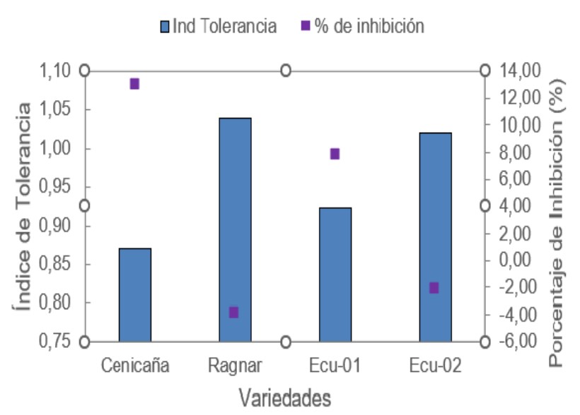 : Índice de tolerancia y Porcentaje de
			Inhibición de Crecimiento en el día 300 de las
			variedades Cenicaña, Ragnar, ECU-01 y ECU-02,
			expuestas a 8 mg/kg de Cd.