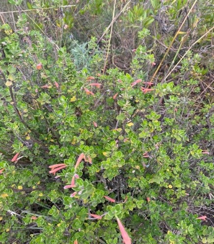  Clinopodium. tomentosum>