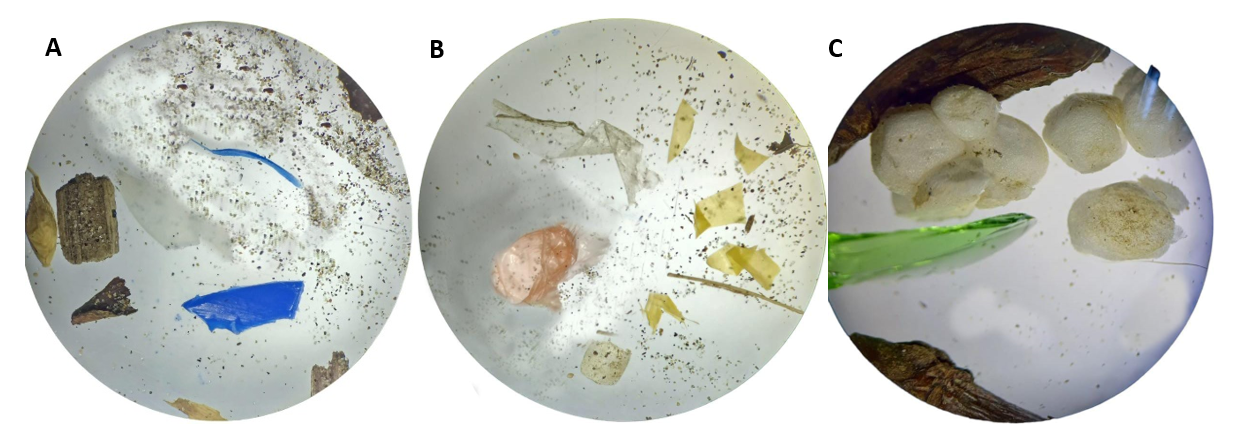 Tipos de microplásticos encontrados en arena. (A) Fragmentos, (B) Films, (C) Espuma.