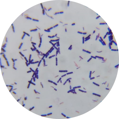 Morfología de Bacterias del Género Bacillus.
